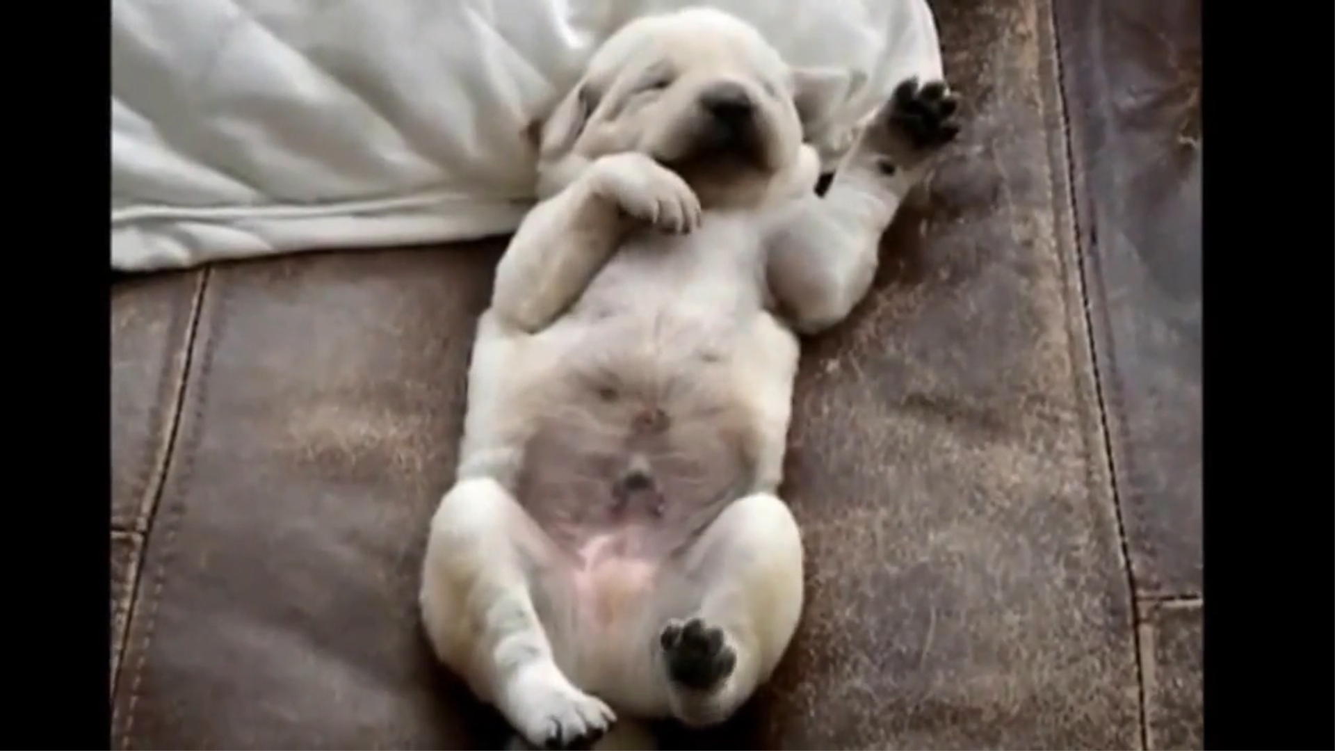 спящий щенок. щенок после сна. щенята. спящий песик. собачка спит.