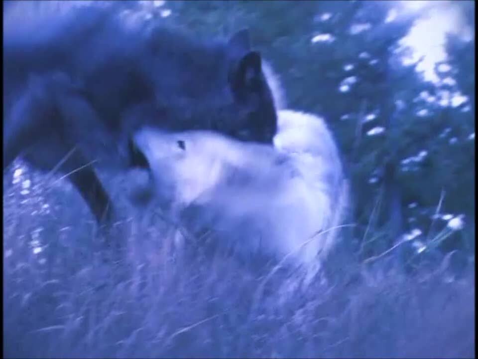 Песня выли не выли. Волчья песня.