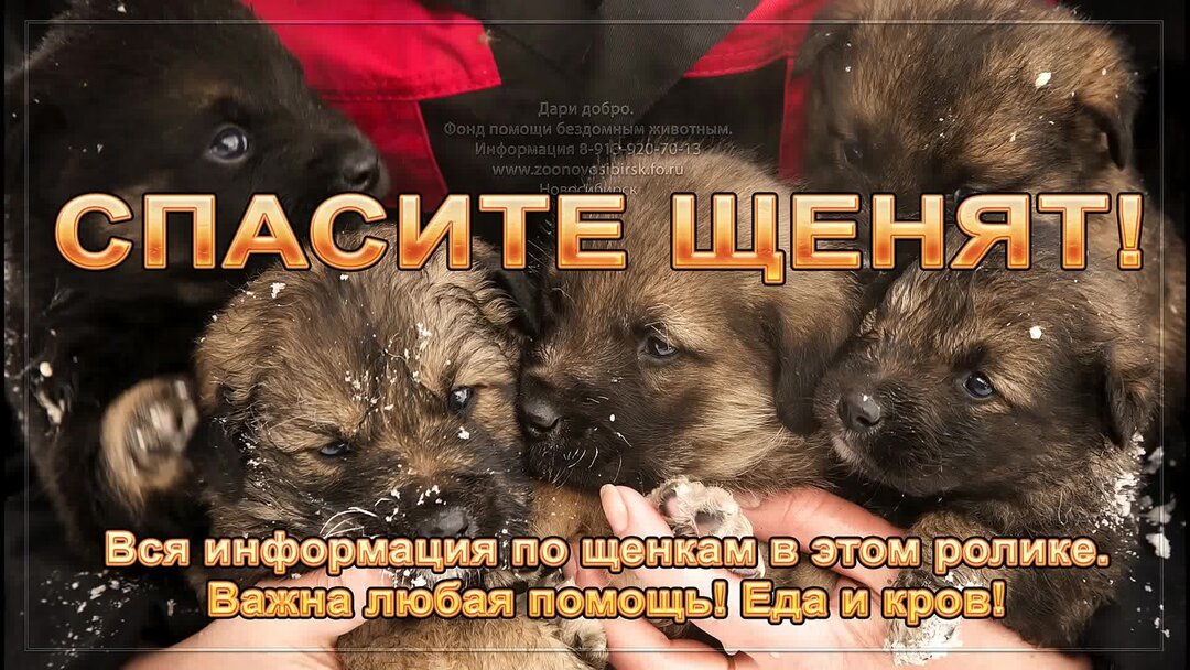 Спасения бездомных животных дари добро. Спасение бездомных животных приют дари добро нск.
