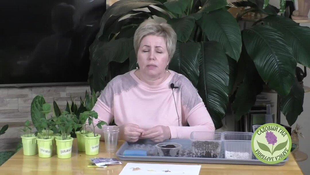 зарубина лариса садовый гид томаты. садовый мир лариса зарубина. садовый гид лариса зарубина зеленое удобрение. пеларгония лариса зарубина. садовый гид с ларисой зарубиной последние.