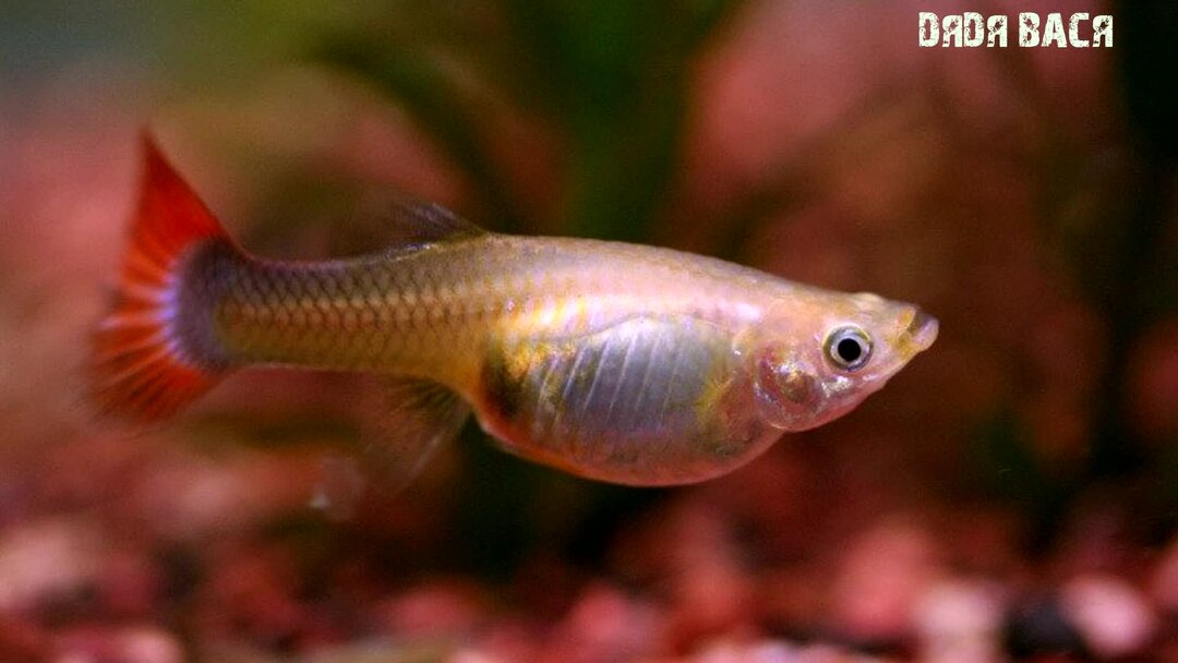 Гуппи самцы. Гуппи самец и самка. Как выглядит самка гуппи. Беременная рыбка гуппи. Гуппи рыбки мальки.