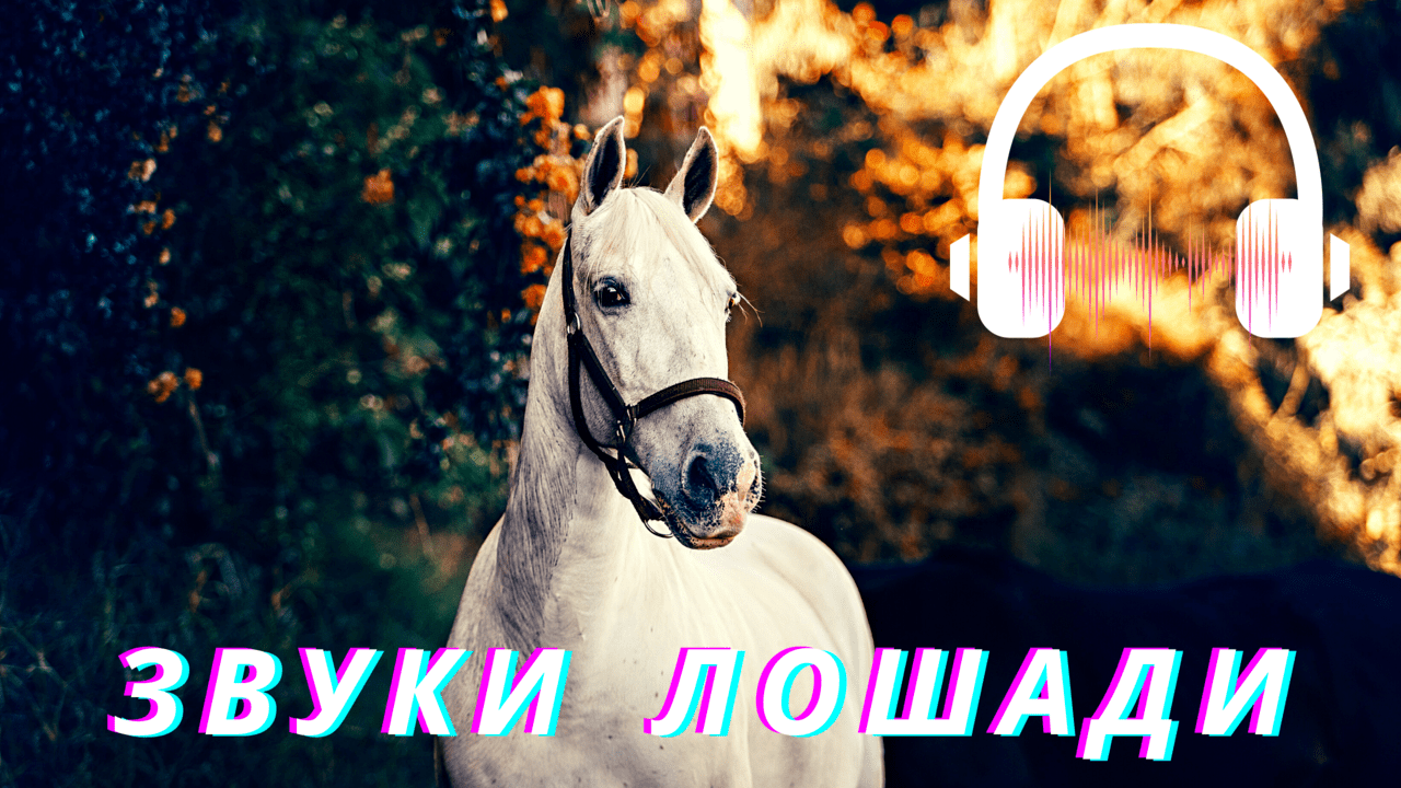 Звук лошадки