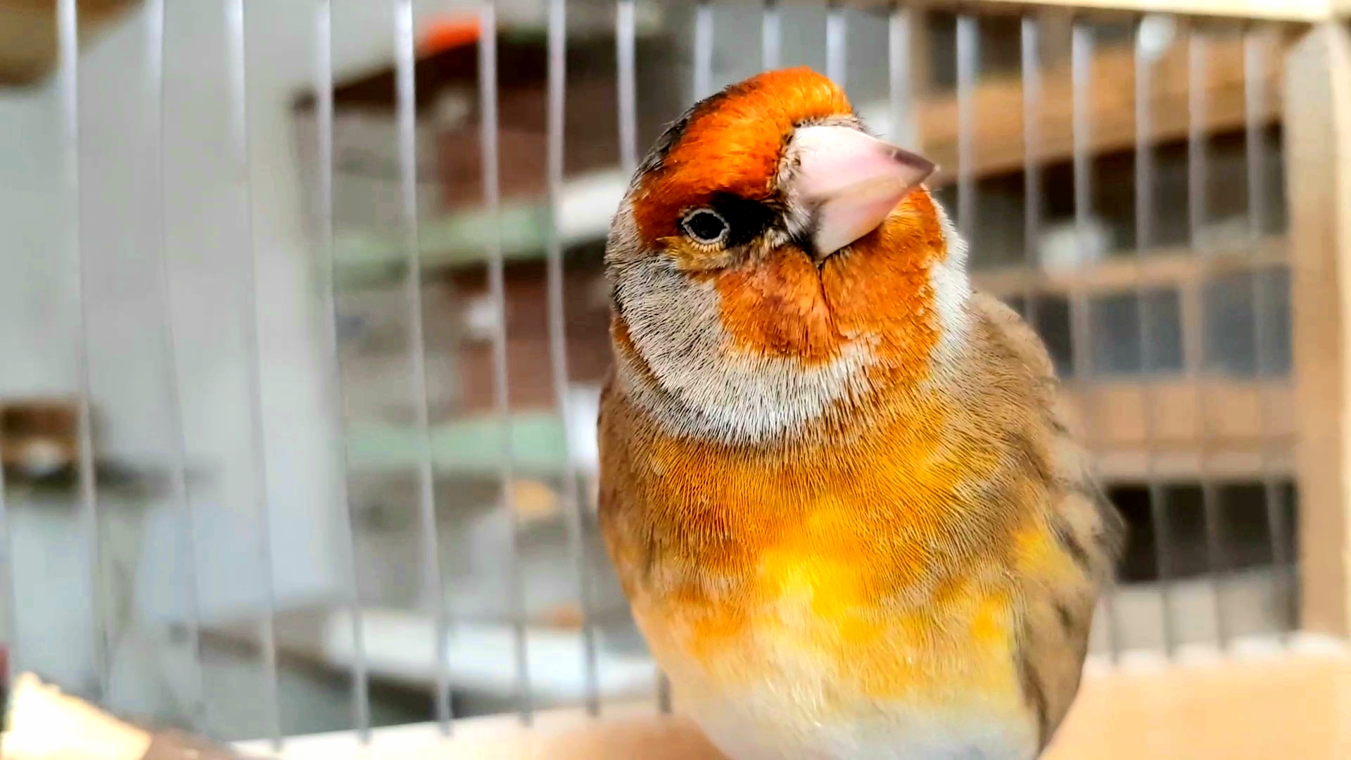 Гибрид седоголовый щегол. Канарейка гибрид щегол гибрид. Пение гибрида щегла и канарейки. Гибрид кенара и щегла. 6 канарейки щеглы.