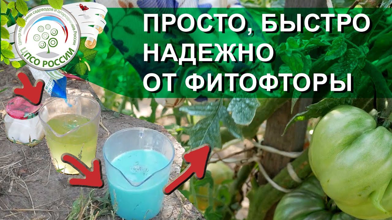 Перекись от фитофторы. Йод томаты фитофтора. Канал урожайный огород с татьяной щедриной. Перекись от фитофторы. Перекись водорода для рассады.