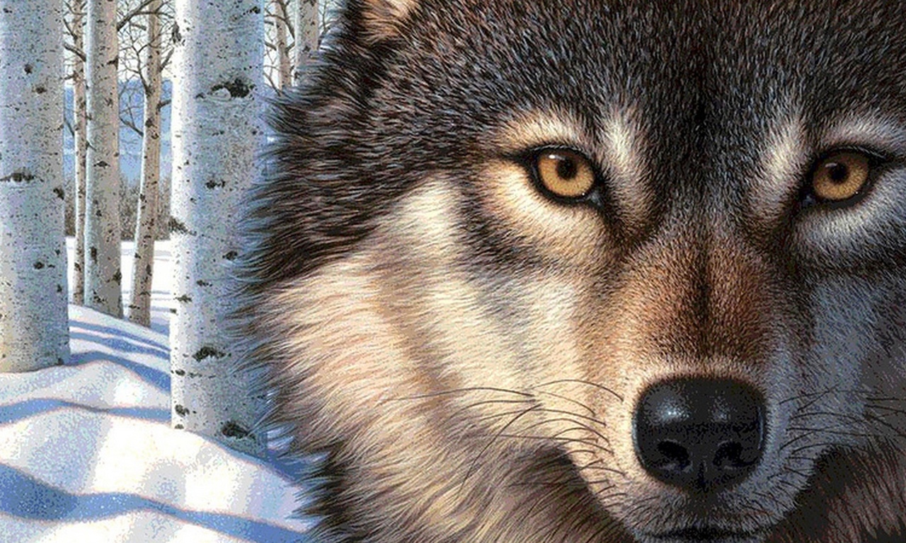 Песнь одинокая волчица. Глаз волка. Хищные животные волки. Глаза волчицы. Волк с зелеными глазами.