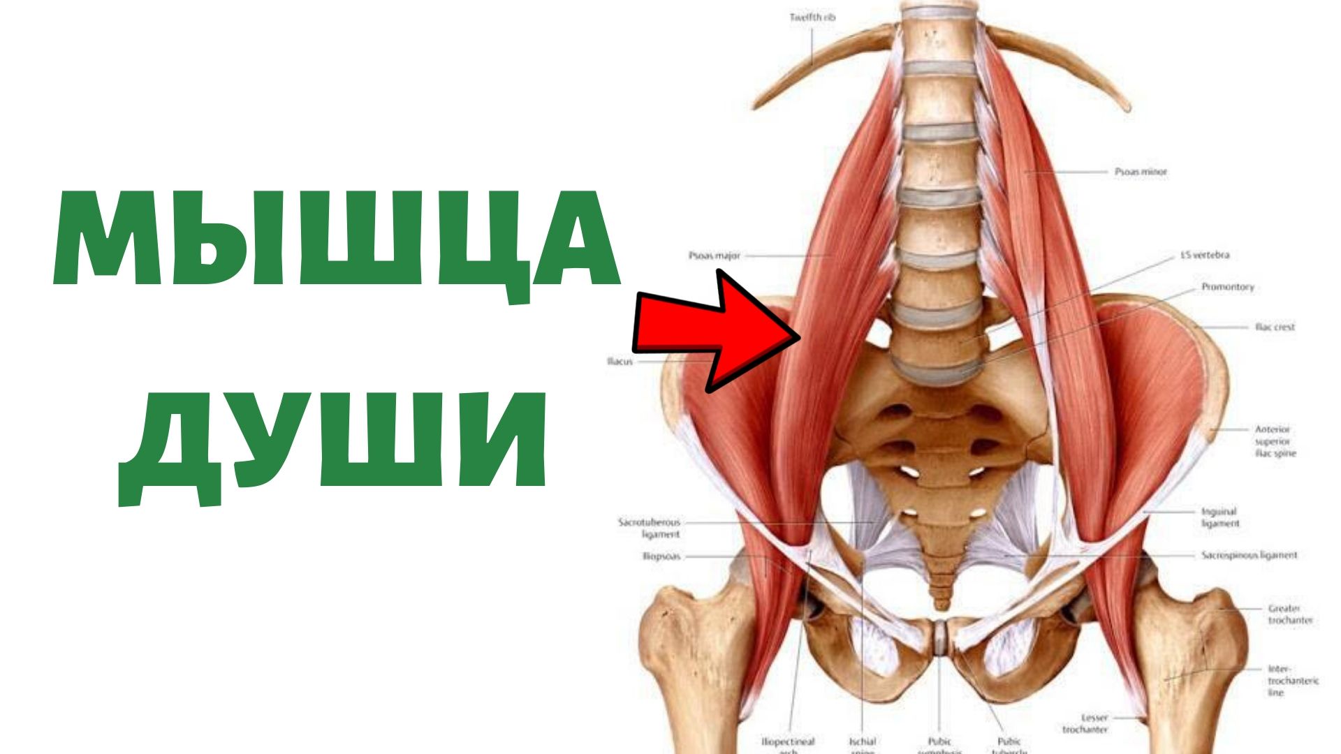 Подвздошно поясничная мышца упражнения. Подвздошно-поясничная мышца. Большая поясничная мышца анатомия. Расслабление подвздошно-поясничной мышцы.