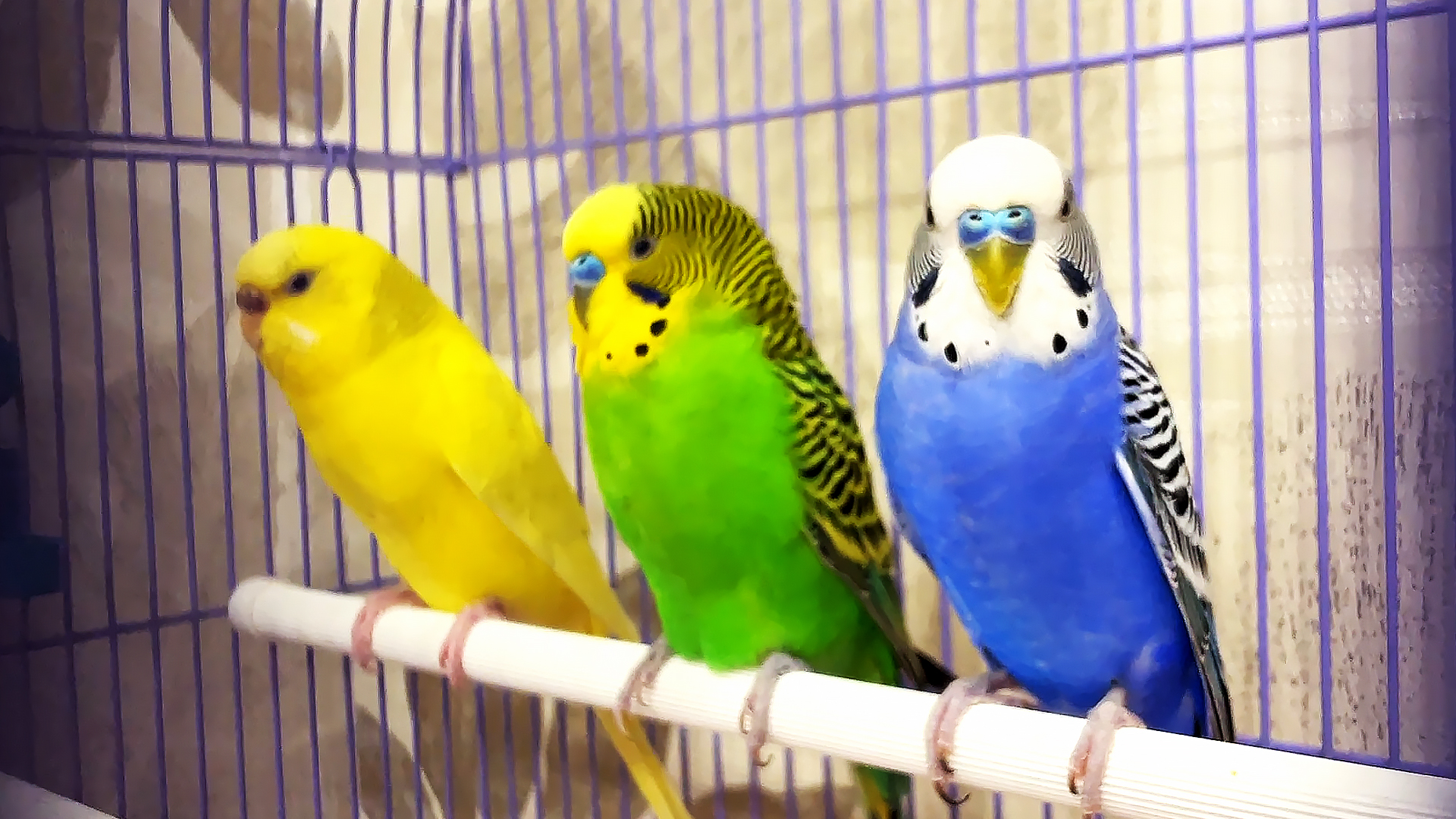 плюсы и минусы попугая. плюсы и минусы волнистого попугая. плюсы и минусы волнистого попугая. попугай в квартире плюсы и минусы. плюсы попугаев.