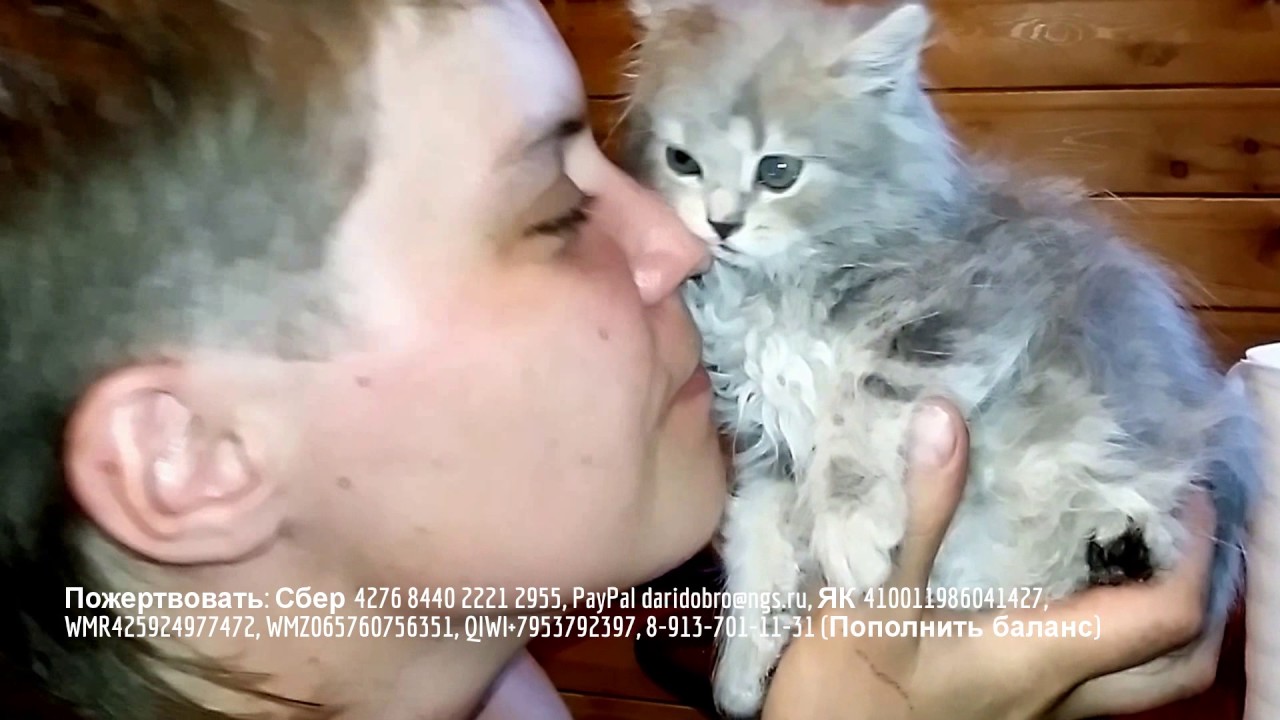 Пятница 13 кошки. Мама кошка зовет котят. Котик ожил. 13 лет коту. Котика 13.