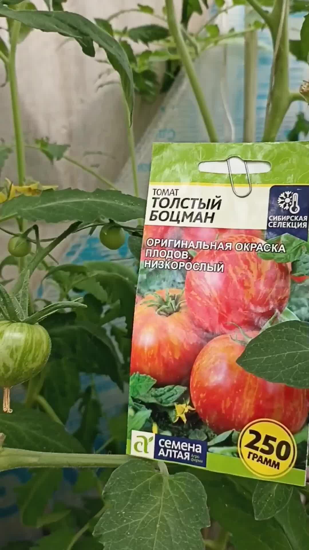 Помидоры толстый боцман фото