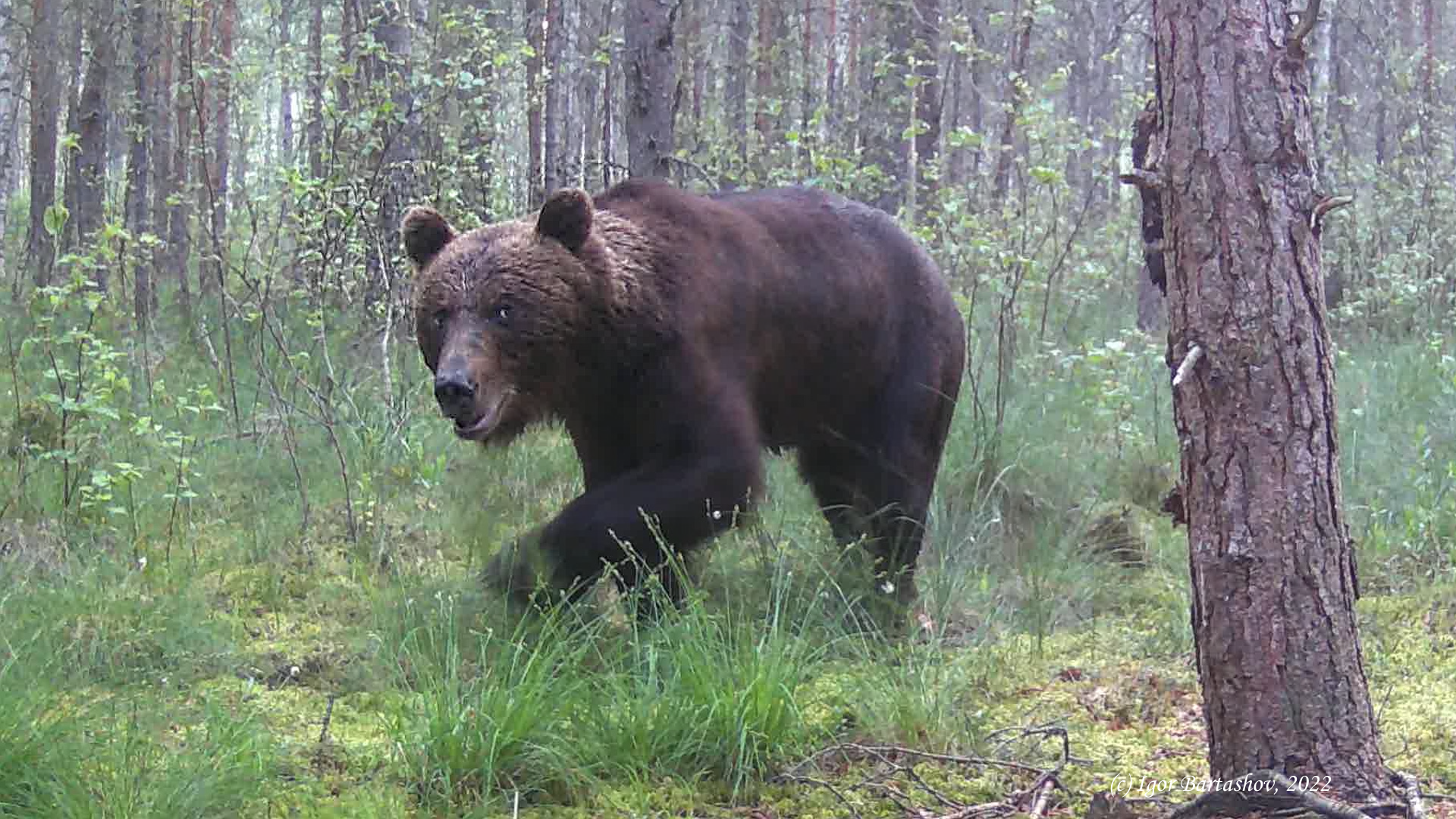 Медведь фотосессия московская область. Медведи в московской области 2021. Медведи в зарайске видео. Медведи в зарайске видео. Медведь в кузнецком районе пензенской области.