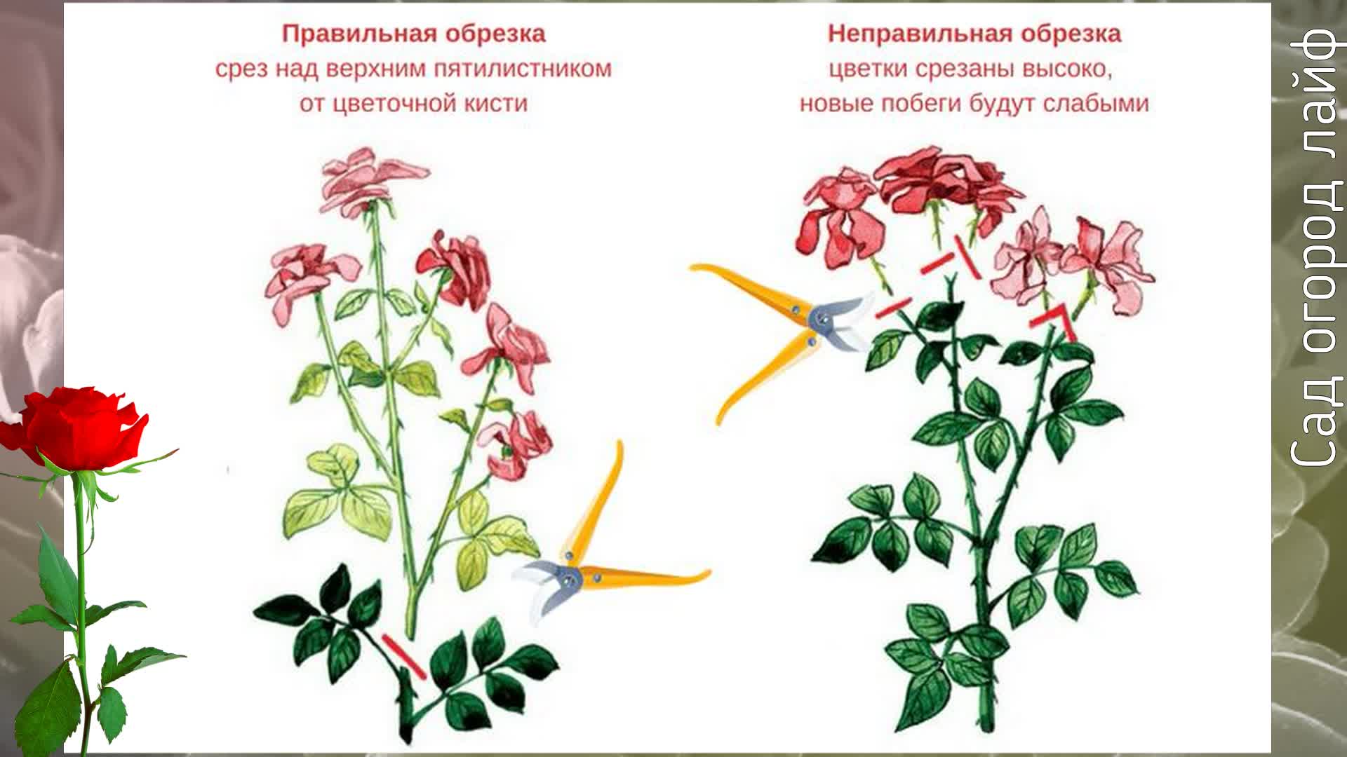 Розочек как правильно. Как обрезать отцветшие розы летом правильно после первого цветения. Обрезка отцветших роз летом. Обрезка бутонов роз после цветения. Обрезка роз летом после цветения.