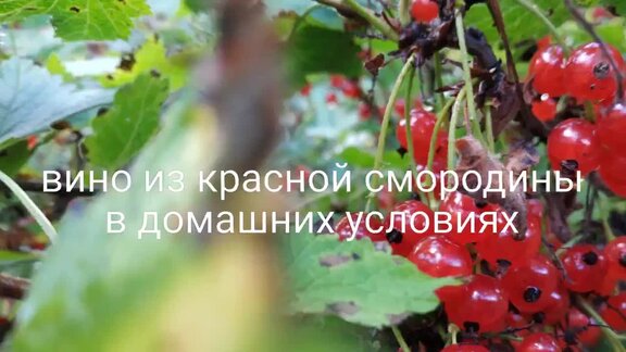 🍷 Вино из черники своими руками в домашних условиях – рецепт