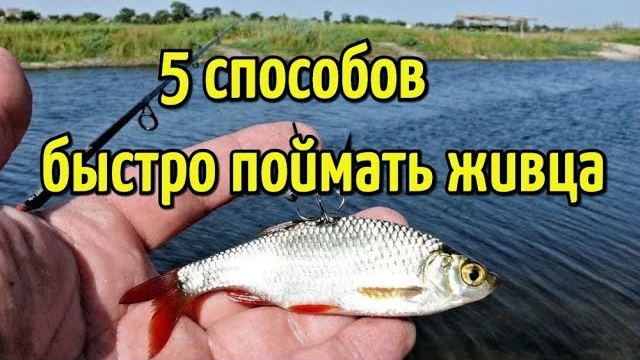 Быстрее поймать. Магазин на живца Таганрог