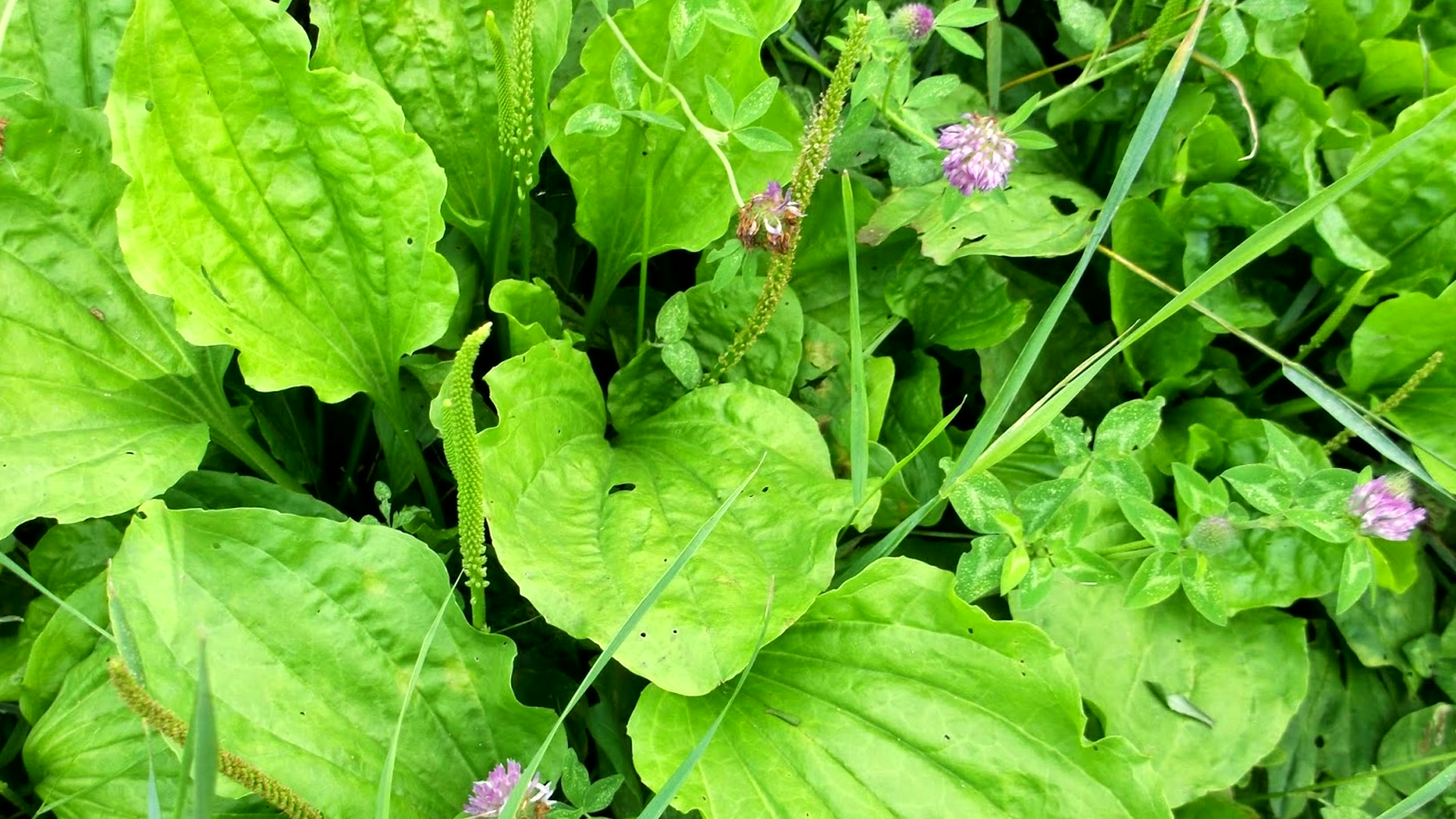 Фото подорожника. Подорожник растение. Подорожник Луговой. Подорожник Лесной. Подорожник широколистный.