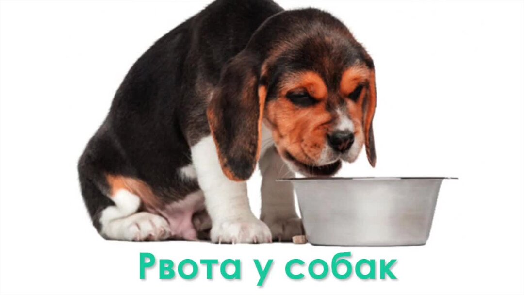 Температура у собак рвота у собак. Собака вырвала в ветеринарной. Голодная рвота у собак фото. Собака срыгивает еду сразу после еды