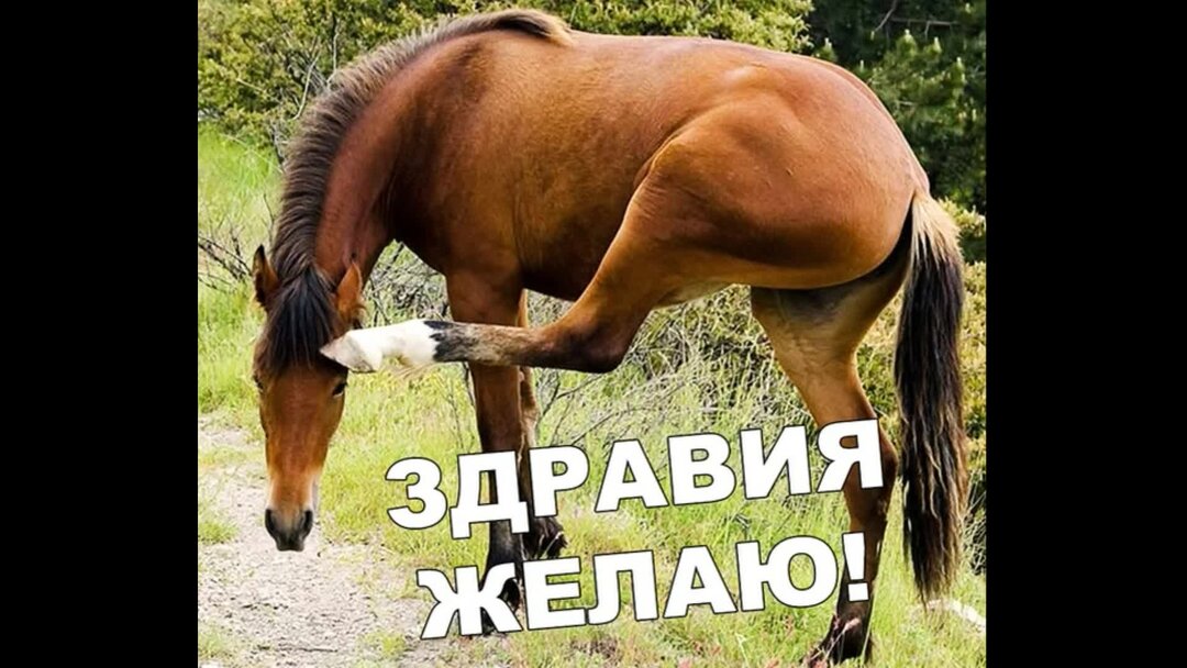 здравия желаю. здравия желаю подполовник. анекдоты про армию. как пишется здравия желаю. здравия желаю мем.