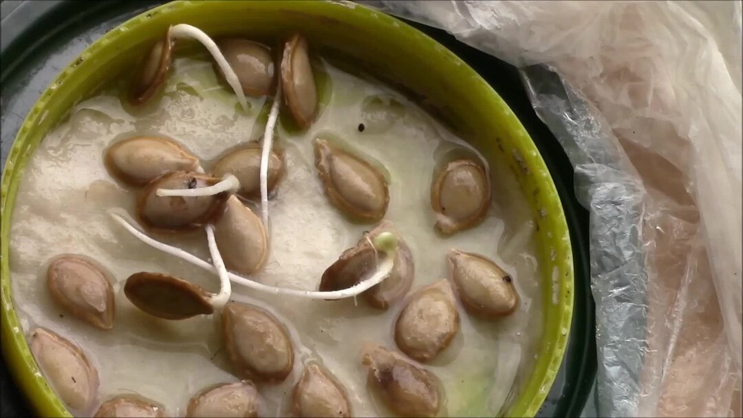 Семена в марле. Кабачок без семян. Проросток семени тыквы. Семена тыквы прорастание семян. Этапы.