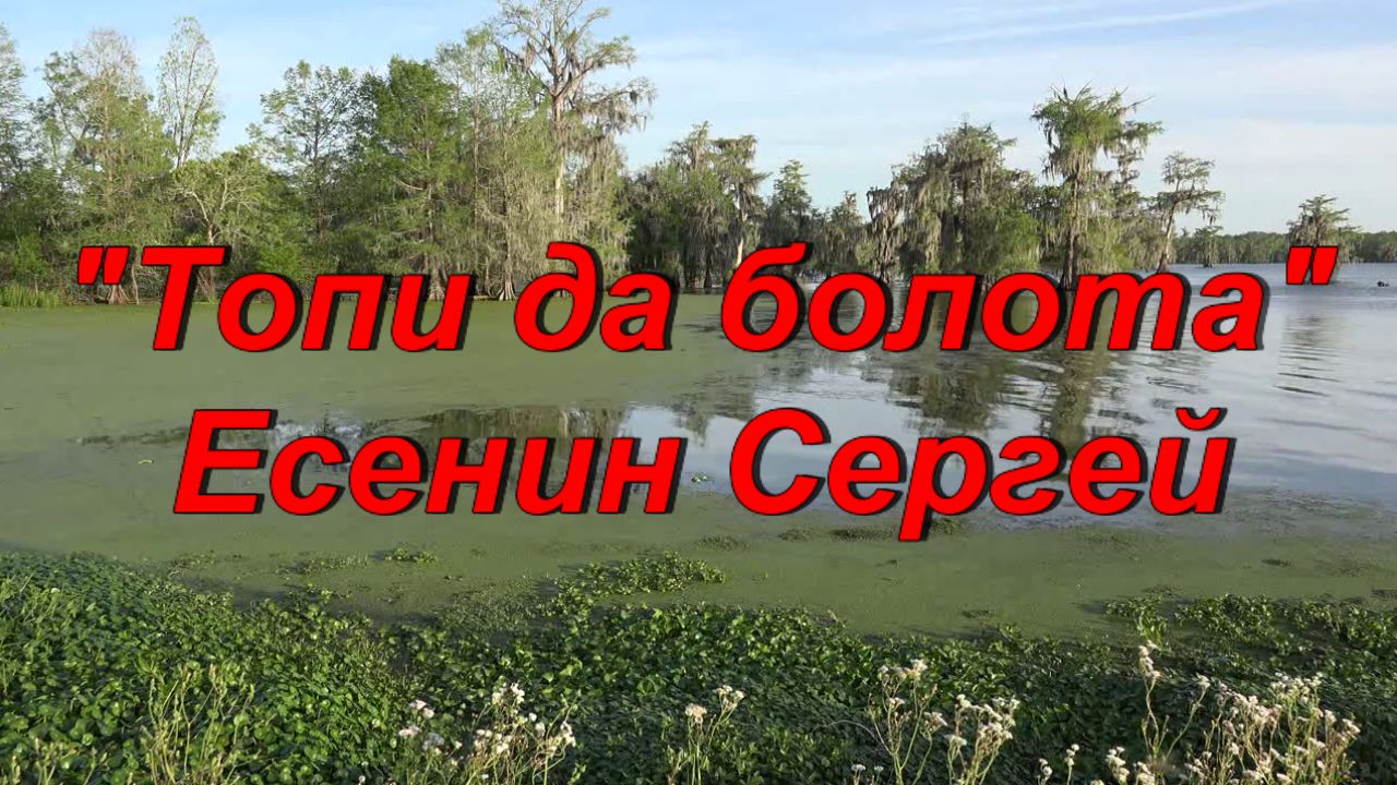 Топи до болота синий плат небес хвойной. Есенин топи и болота. Топи да болота. Есенин топи да болота стих. Топи до болота Есенин стих.