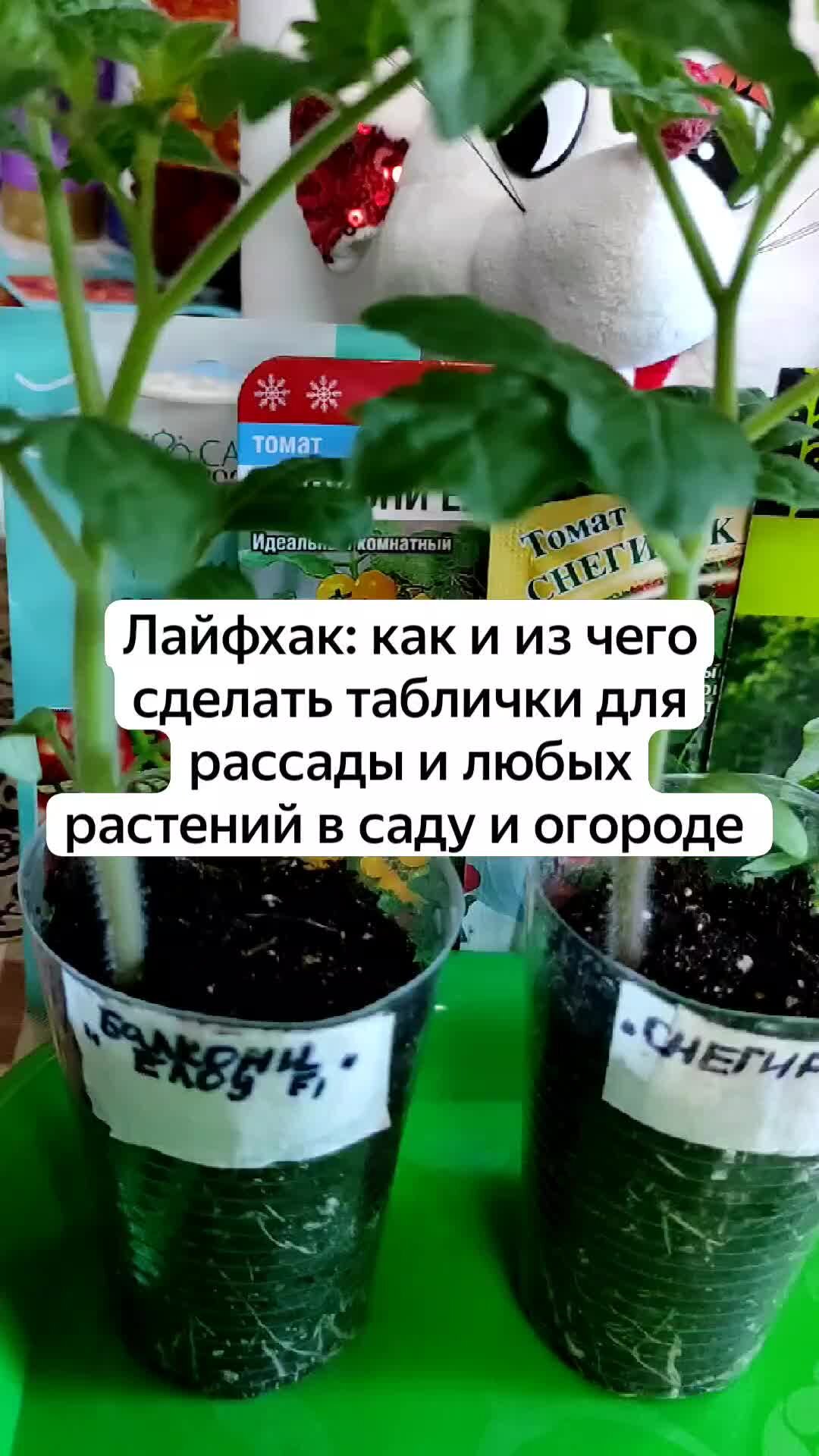 Пластиковые таблички для надписи растений купить, цена — Клуб Растений