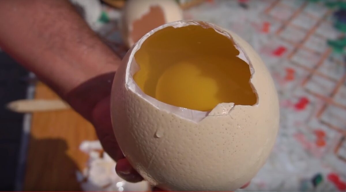 Вареное страусиное яйцо. Страусиное яйцо размер. Как разбить страусиное яйцо. Как разбить страусиное яйцо. Страусиное яйцо.