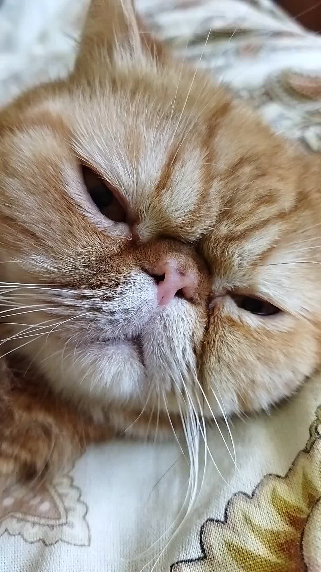 Персидский рыжий кот