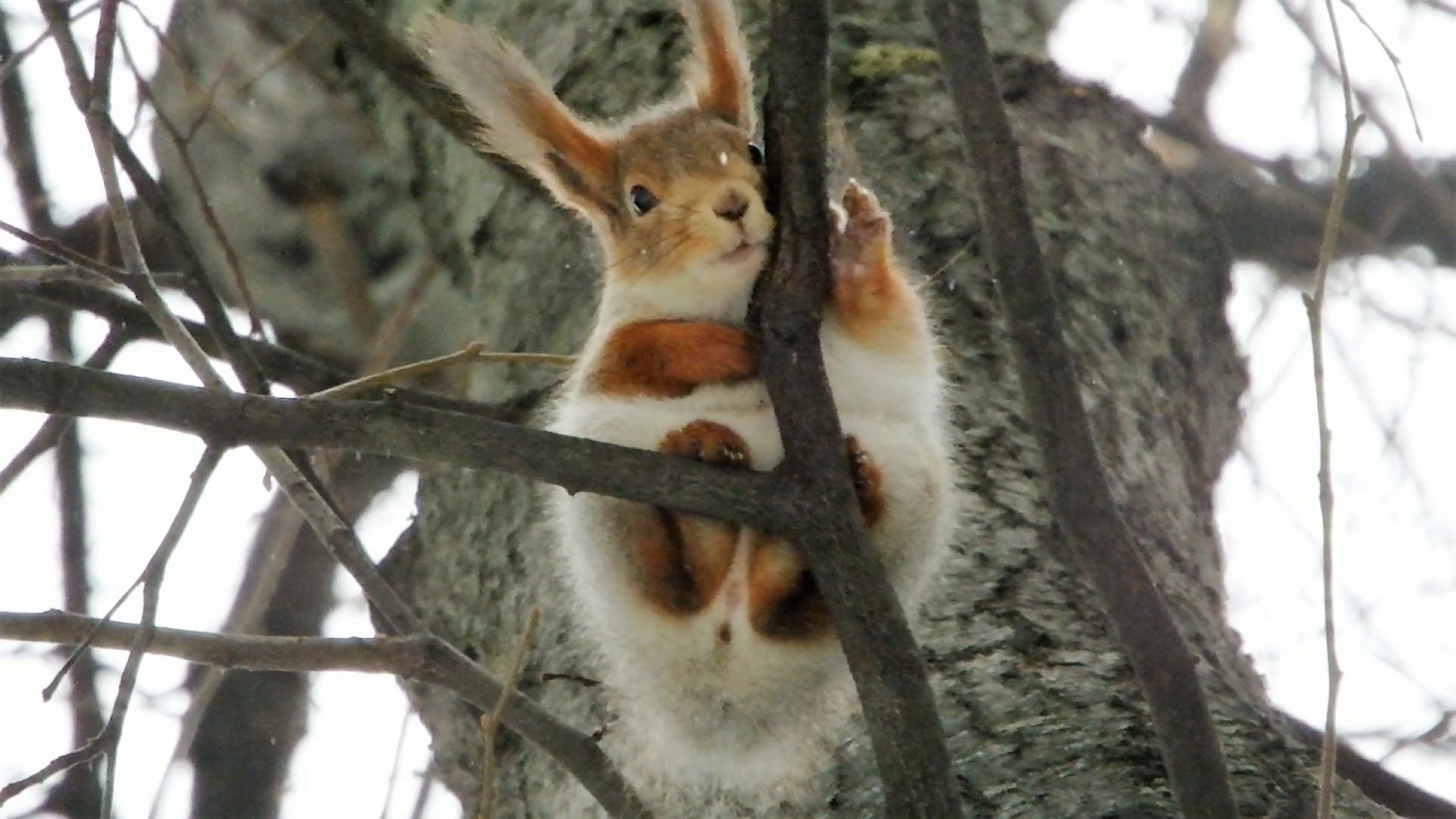 Все по серьезному белки. Поймал белку. Плашка на белку. Все по серьезному белки. Белочка ты лучше всех.