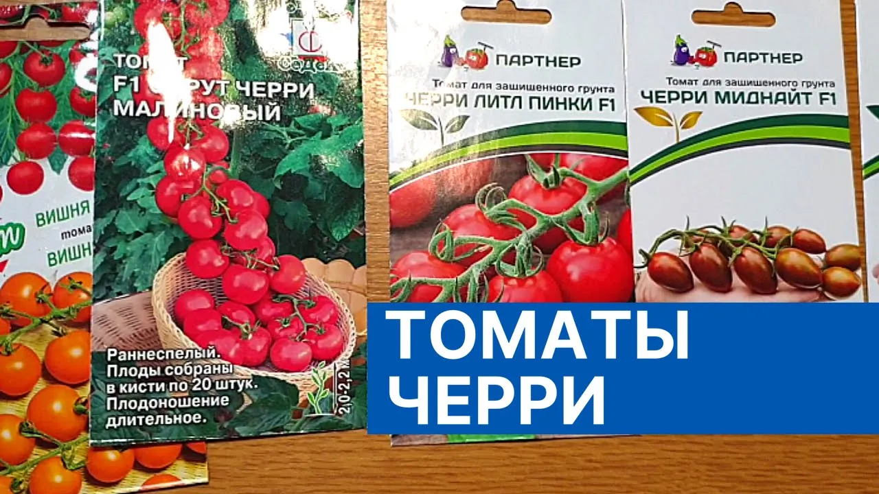 Семена томатов черри для открытого грунта низкорослые. Лучшие семена томатов черри. Томат сорт черри на засол. Семена черри. Лучшие семена томатов черри.
