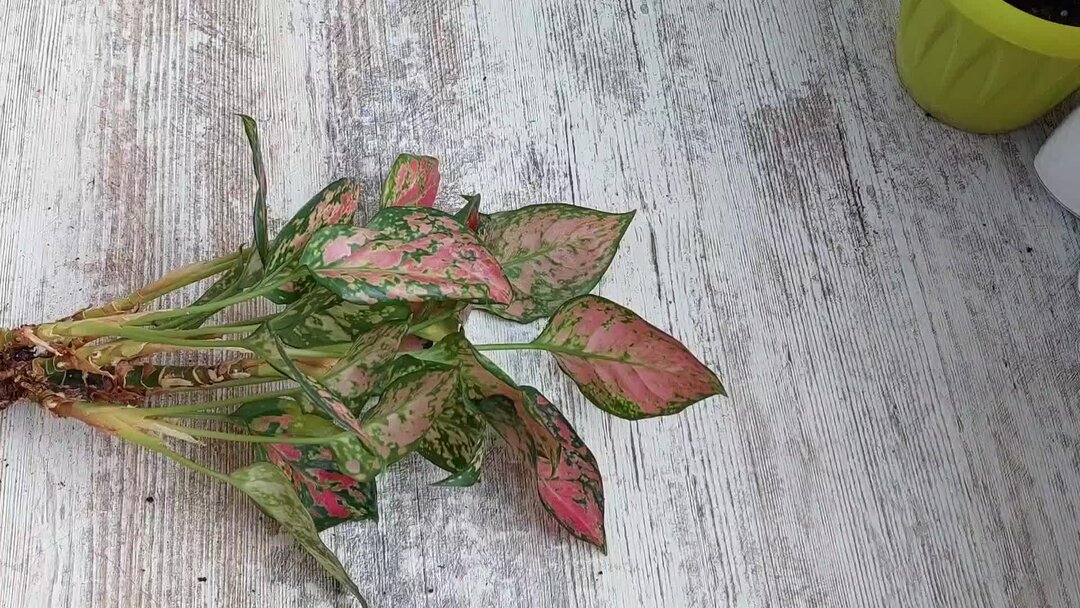 Аглаонема клещ. Аглаонема цветок листья скручиваются. Аглаонема желтеют листья. Аглаонема скручиваются листья. Аглаонема желтеют листья.