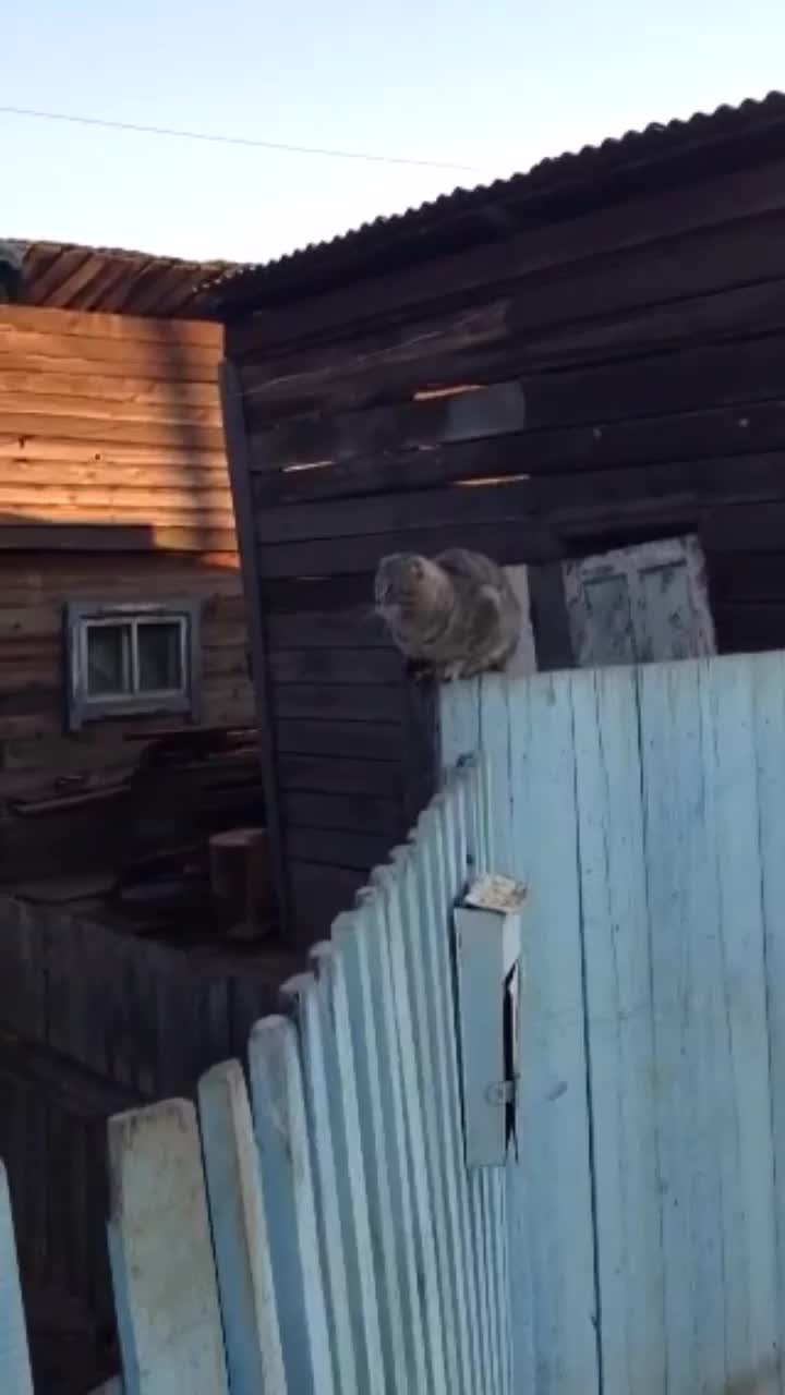 В зубах тоска в глазах тоска