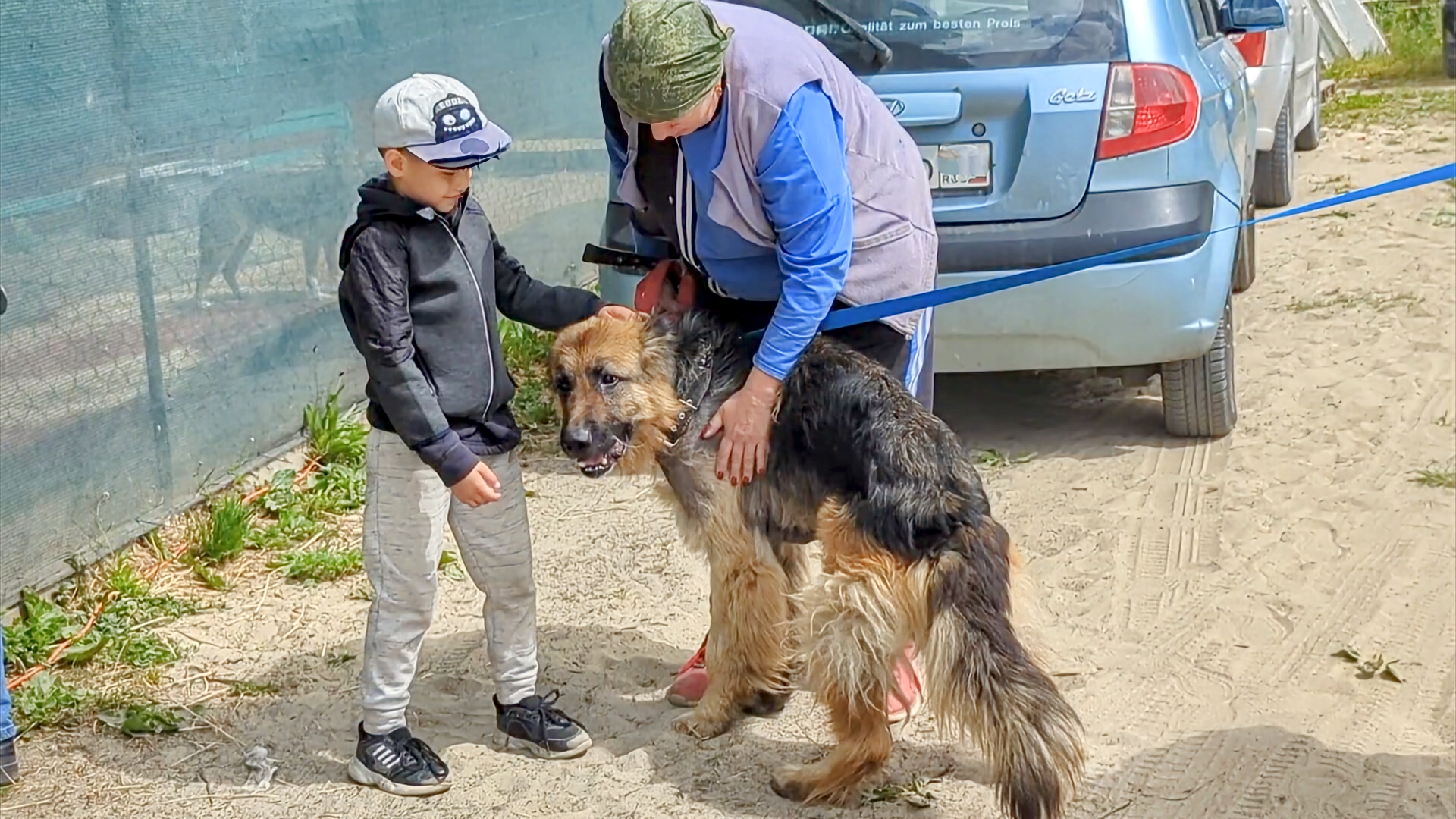 приют новый дом. приют новый дом. приют прошкин дом для животных кошек. приют ноев ковчег переславль. звери жили в доме том.