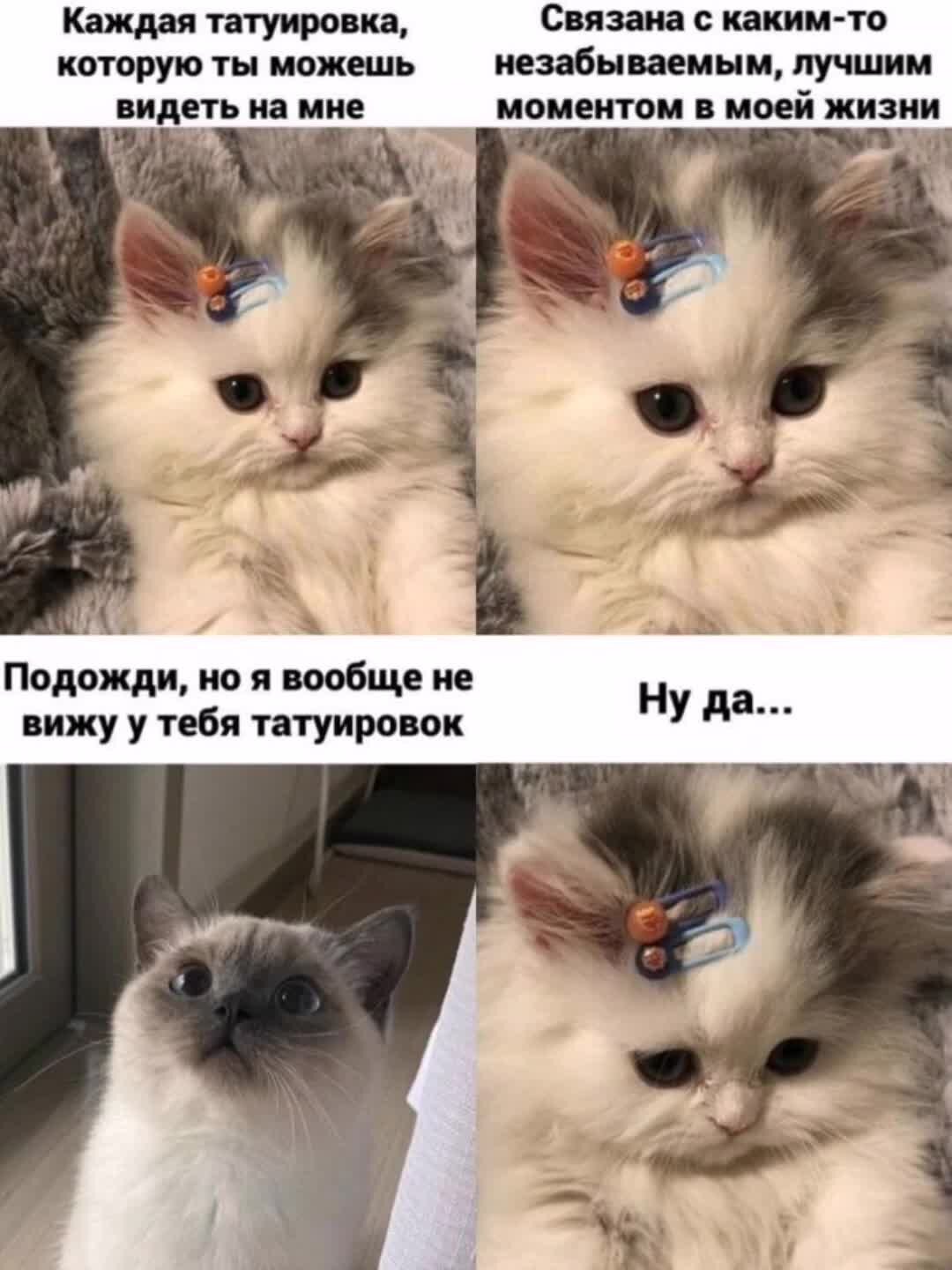 Смешные мемы 2023. Мемы с котами. Кот Мем. Смешные мемы с котами. Смешной мемный котик.