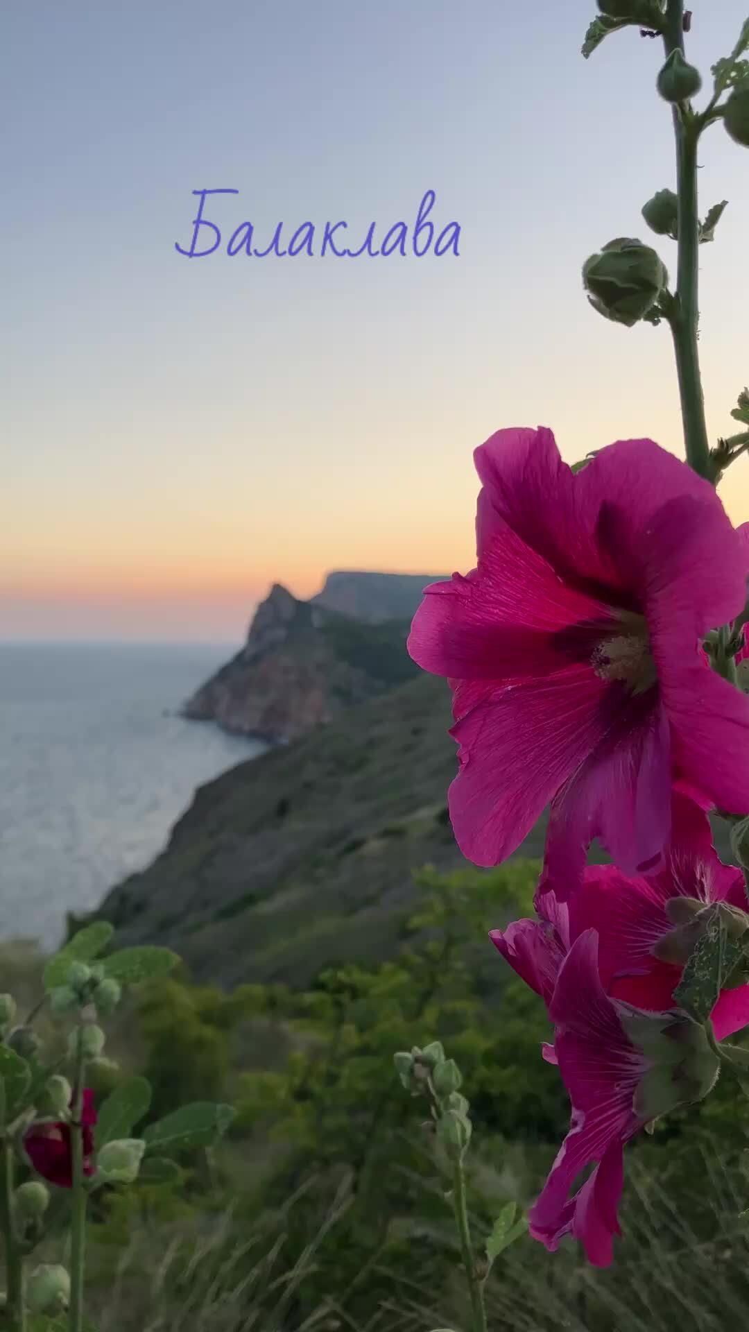 Крым в фотографиях katrin_and_sea | Настоящая картина!Красивая мальва и  холмы Балаклавы💕 Июльский вечер 🌅 #крым #море #закат #цветы #лето  #севастополь #балаклава #путешествия | Дзен