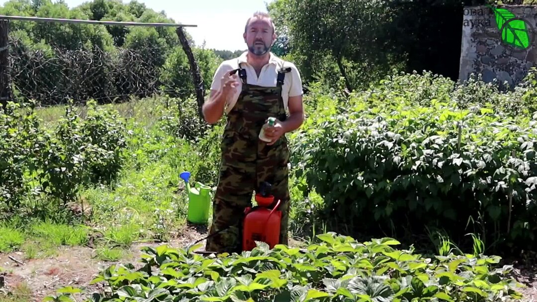 Хорус обработать клубнику. Хорус вдг 4г фунгицид, швей. Упаковка фунгицида хорус. Упаковка фунгицида хорус. Сбор клубники.