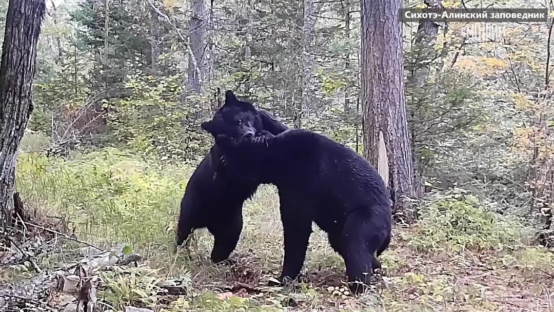 Схватка с медведем. Последствия медведь подрал на охоте. Как победить в схватке медведя.