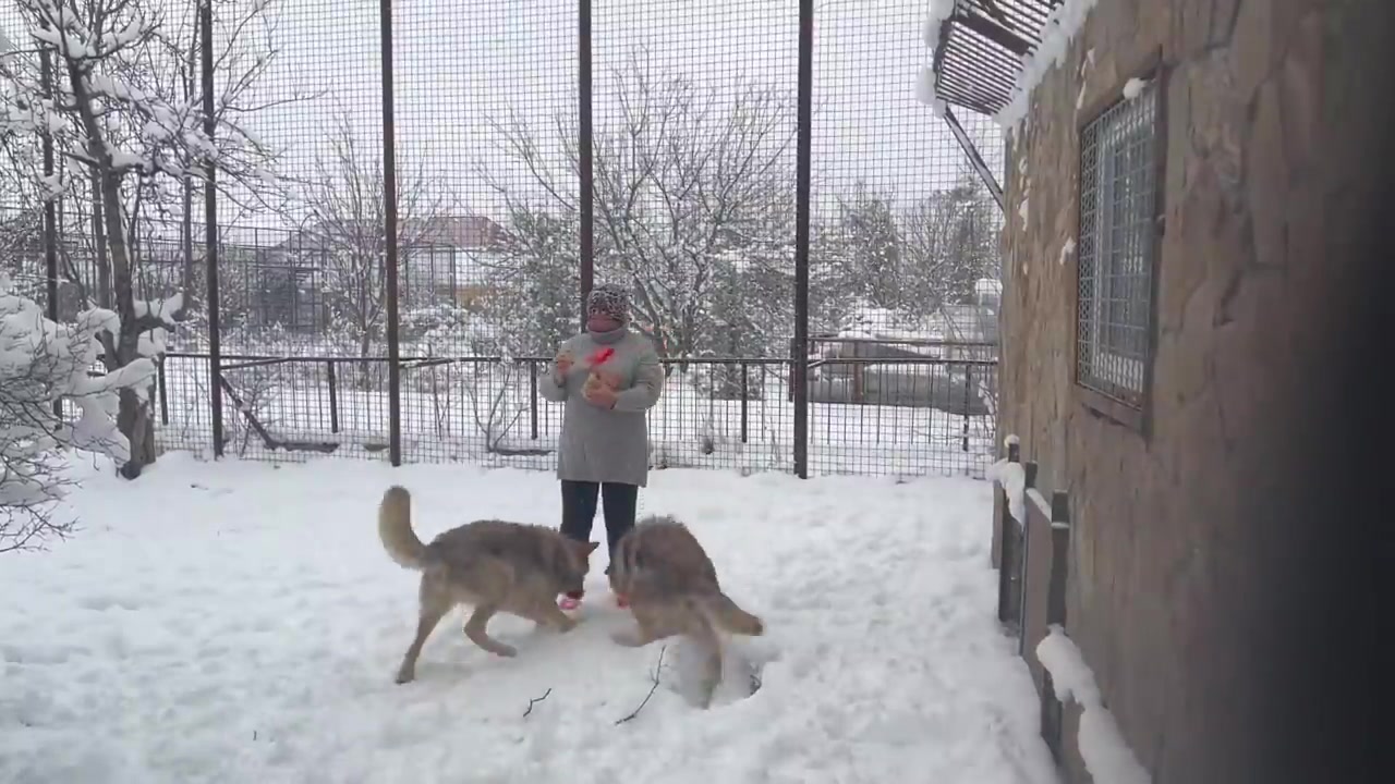 Тайган последние видео сегодня с татьяной алексагиной