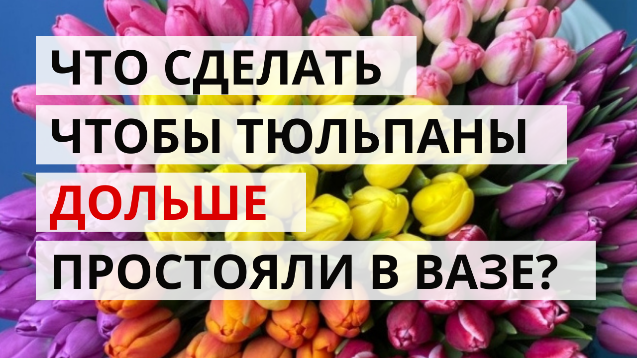 Нужно ли подрезать тюльпаны в вазе