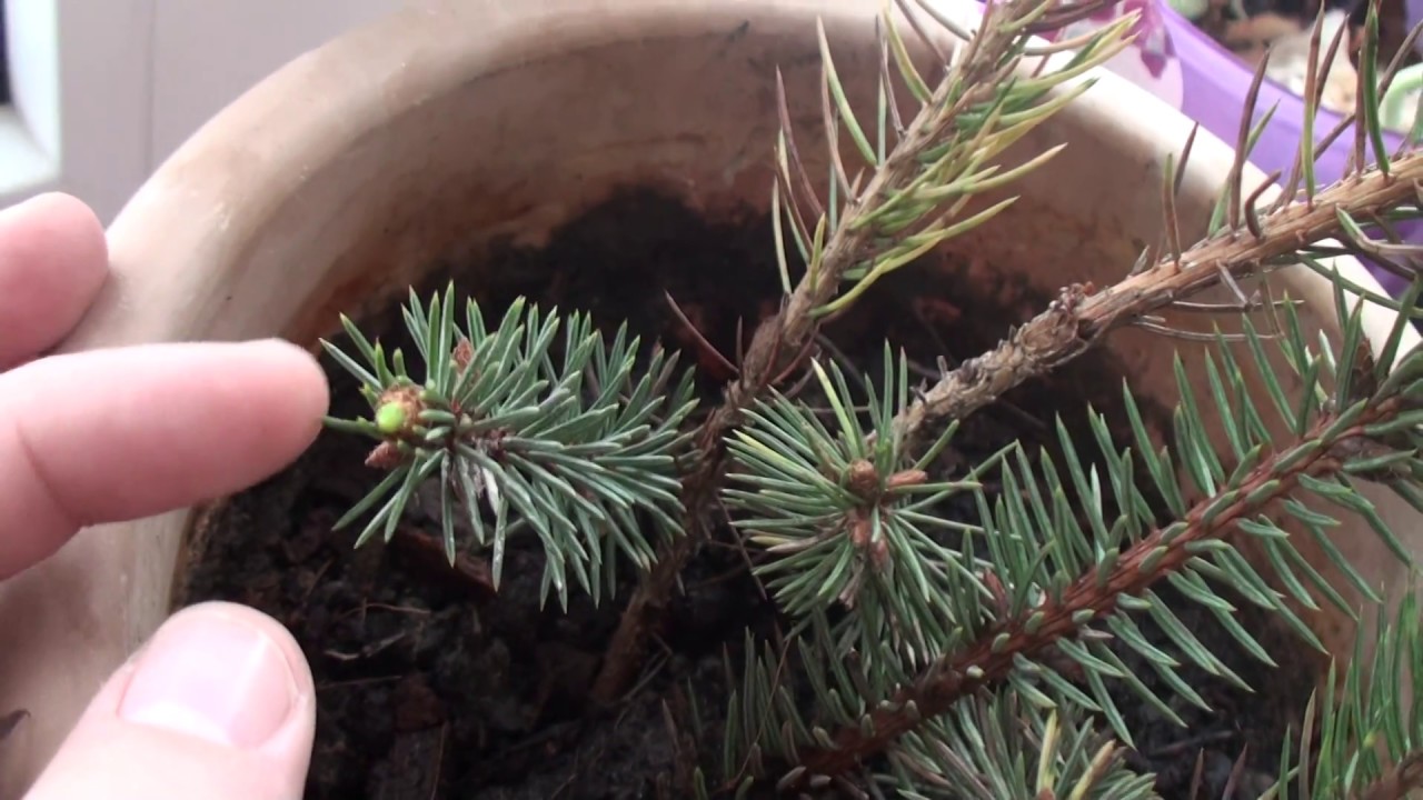 ель колючая черенкование. черенки ель коника. ель сосна черенкованием. ель канадская черенкование. черенки ель коника.