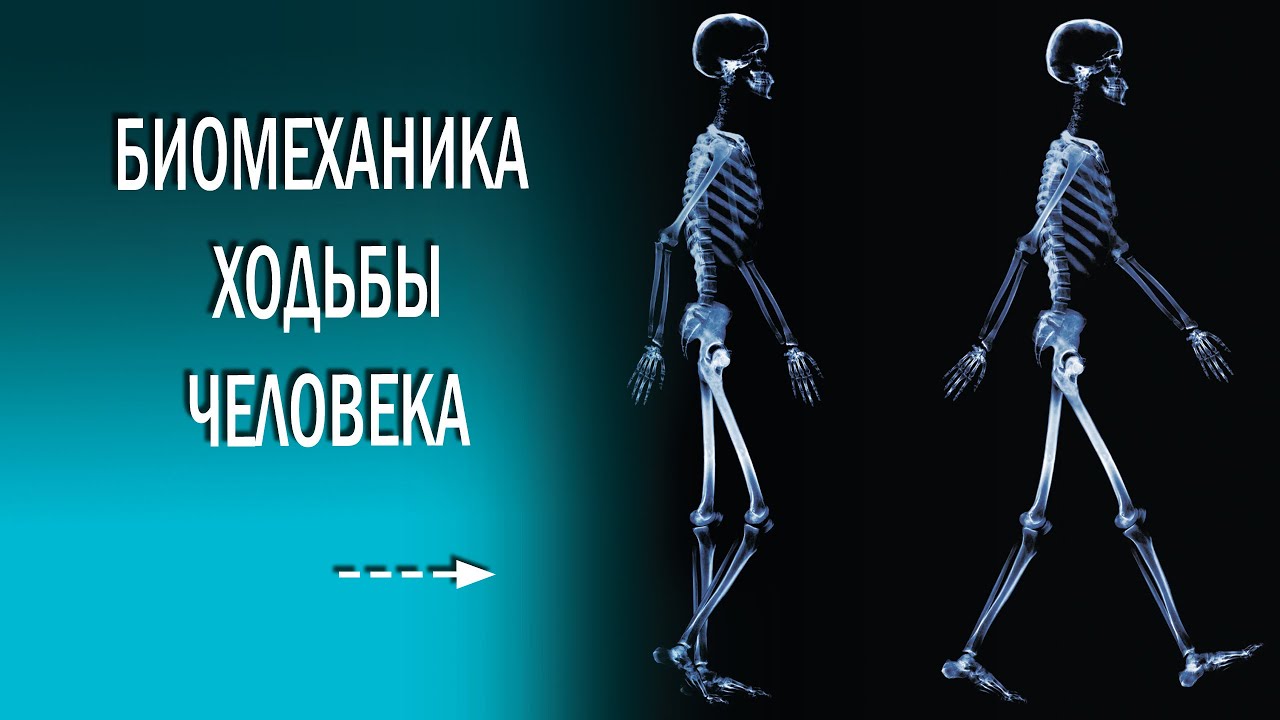 Биомеханика ходьбы. Биомеханика походки человека. Биомеханика ходьбы человека. Биомеханика скандинавской ходьбы.