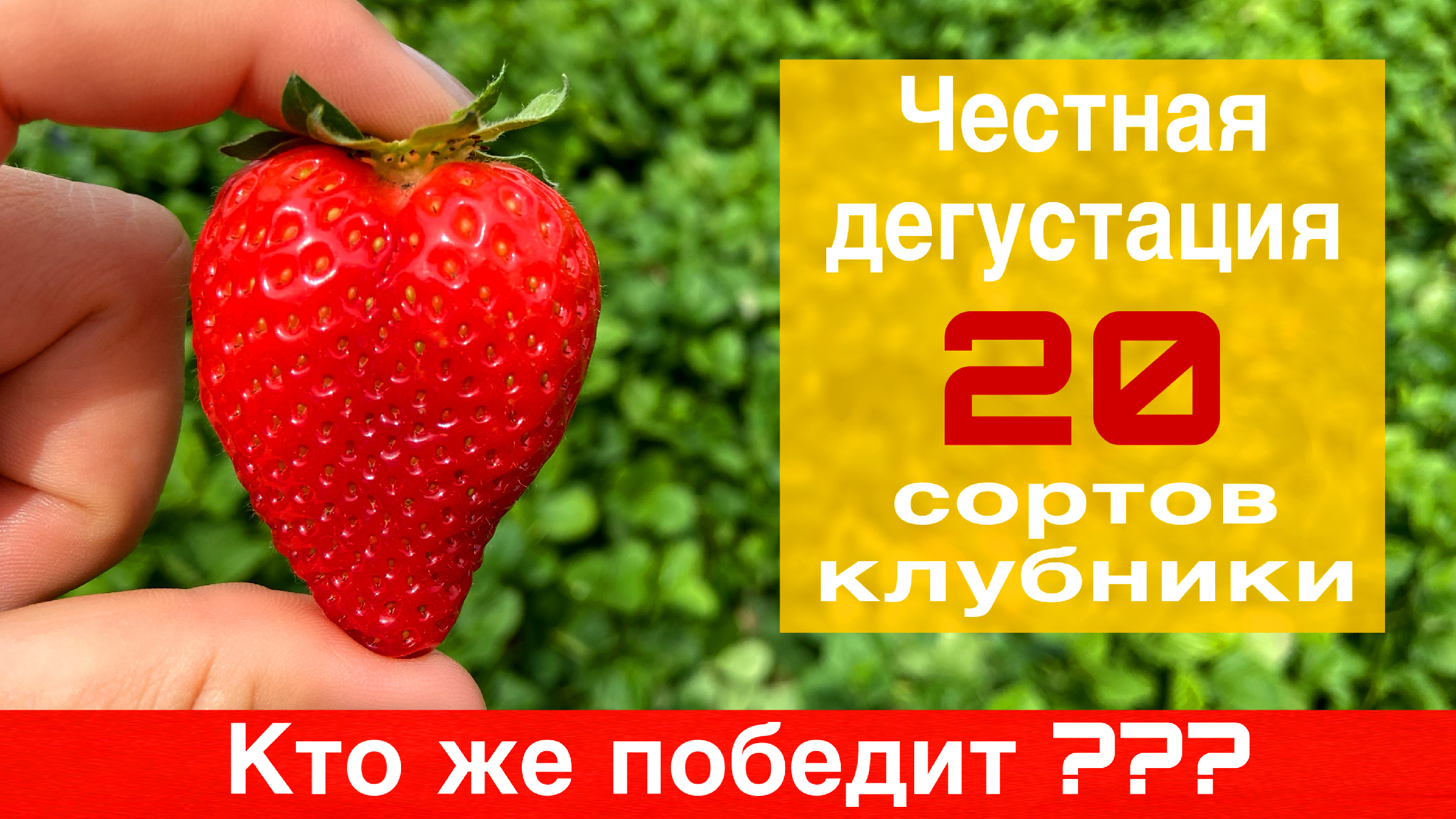 Клубника Флорида Бьюти
