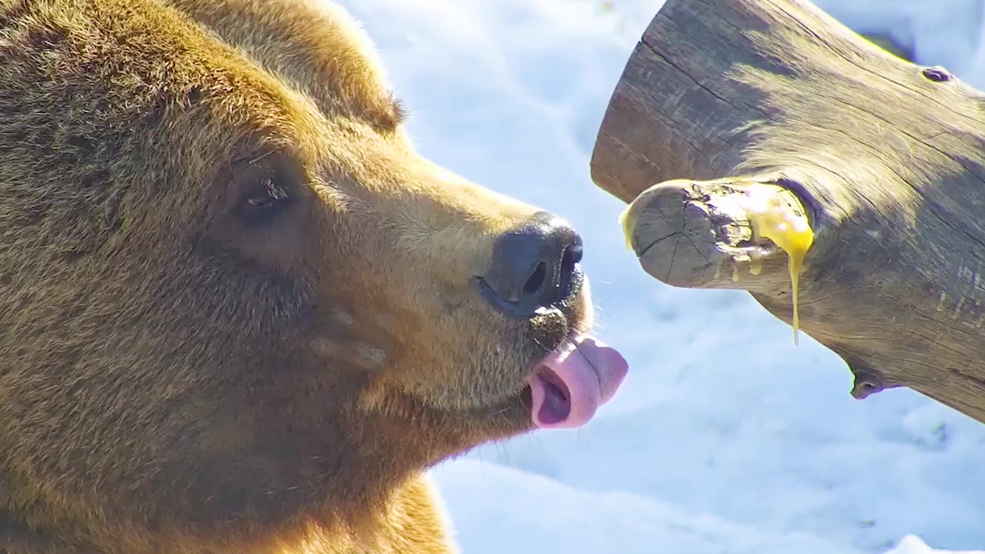 Украсть медведя. Медведь с медом. Медведь с медом фото. Любят ли медведи мед.