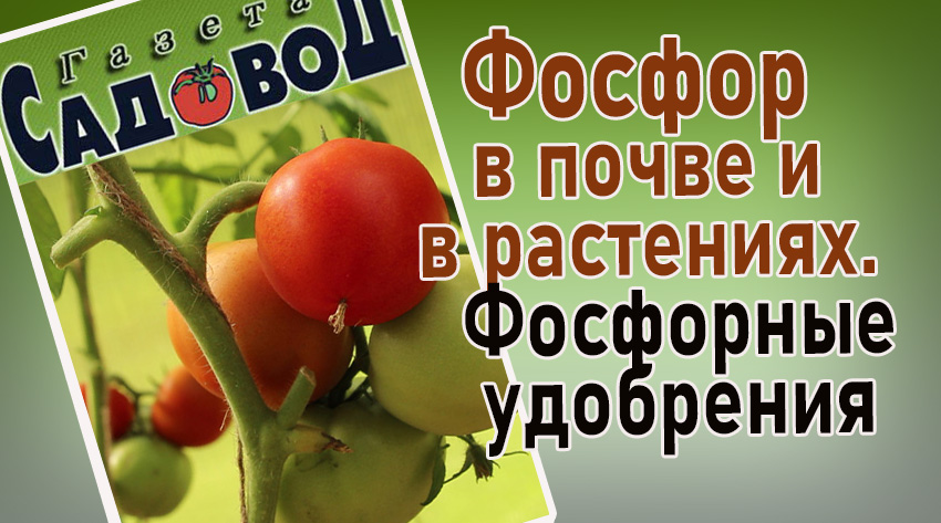 Фосфор в почве для растений. Фосфор для вишни как удобрить