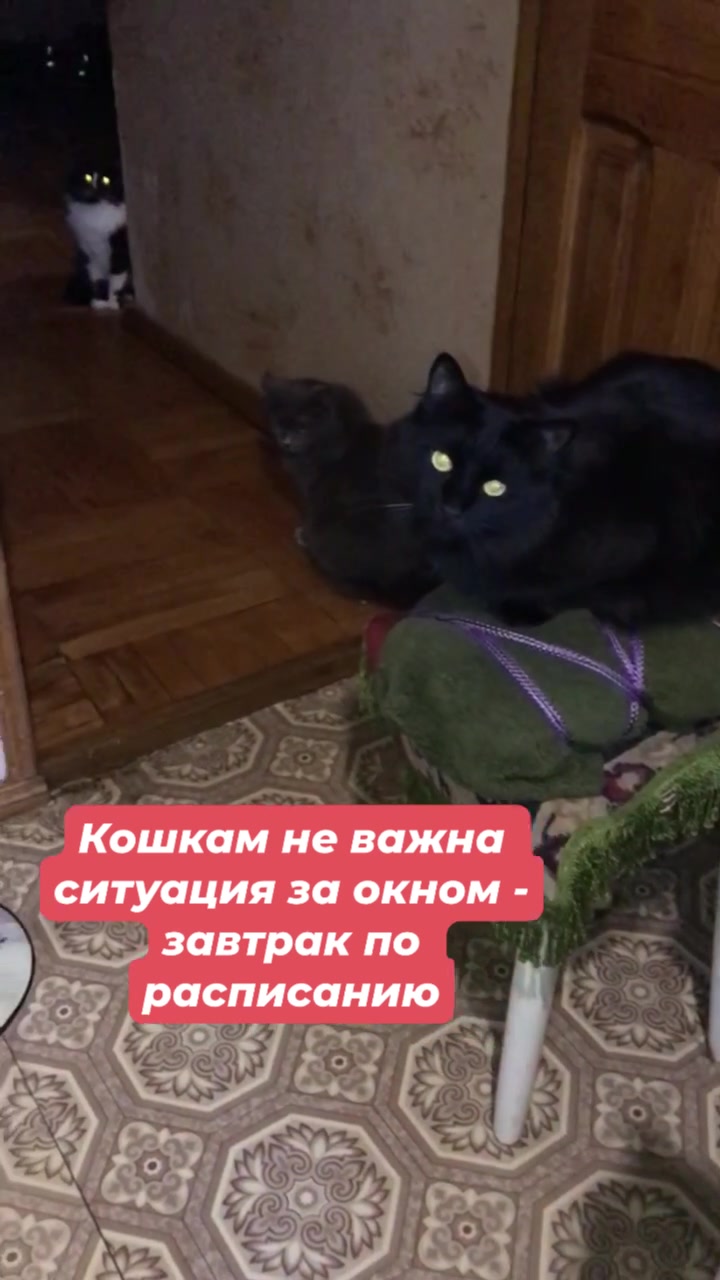 Могут ли кошки загулять. Могут ли кошки загулять