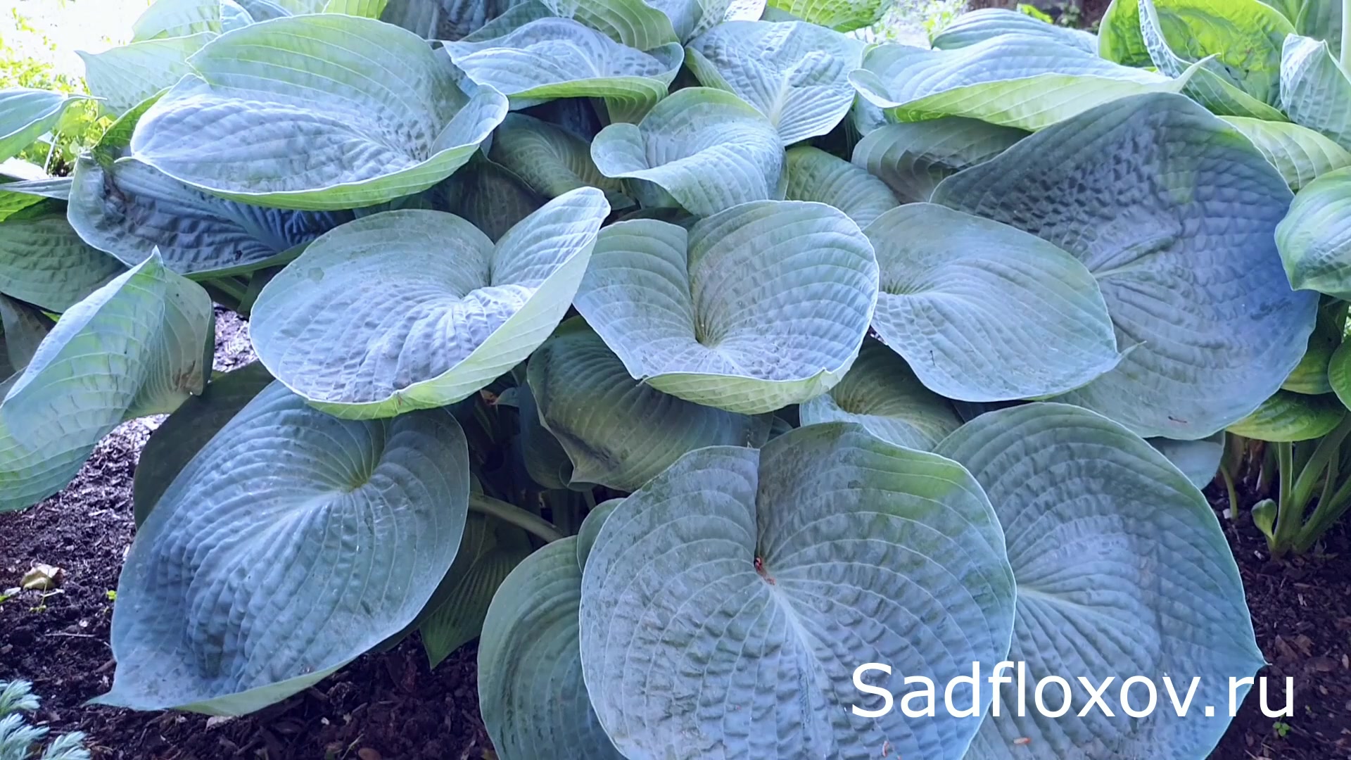 Hosta abiqua drinking gourd. Хоста Абиква дринкин гурд. Хоста гибридная Абиква дринкин гурд. Хоста гибридная Абиква дринкин гурд (с3). Хоста Абикуа дринкинг гаурд.