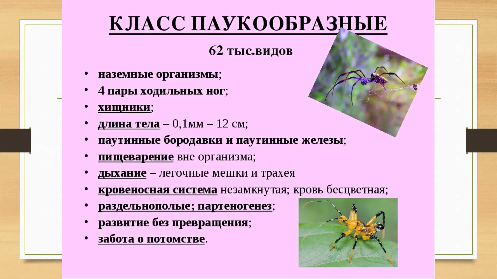 Отличительные признаки паукообразных. Характеристика паукообразных 7 класс биология. Тип Членистоногие класс паукообразные. Членистоногие биология 7 класс паукообразные. Тип Членистоногие класс паукообразные 7 класс