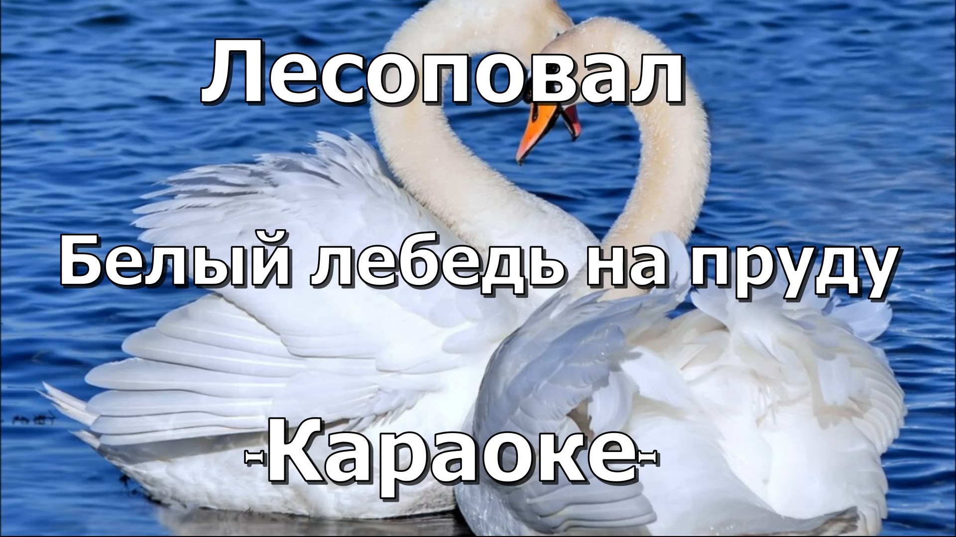 Белый лебедь на пруду