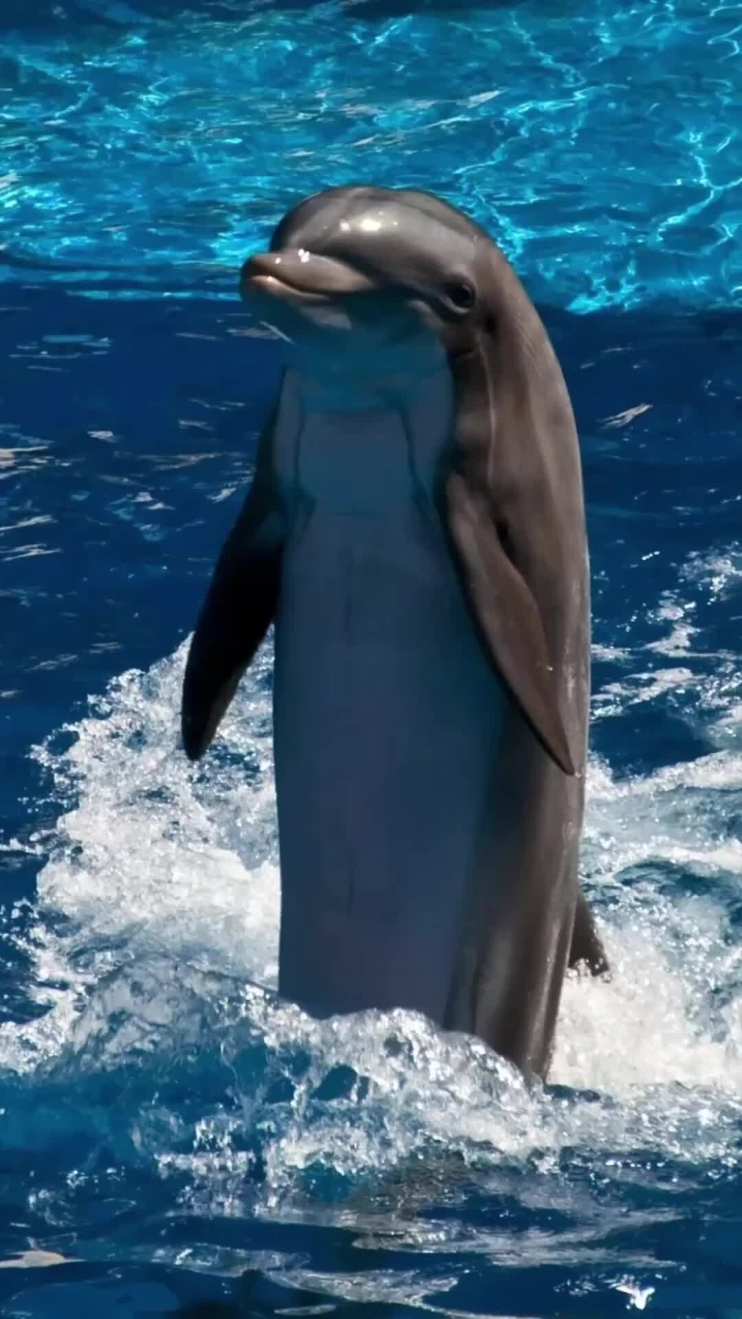 Дельфир. Дельфин-Афалина. Дельфины афалины. Черноморская Афалина. Дельфины в море.