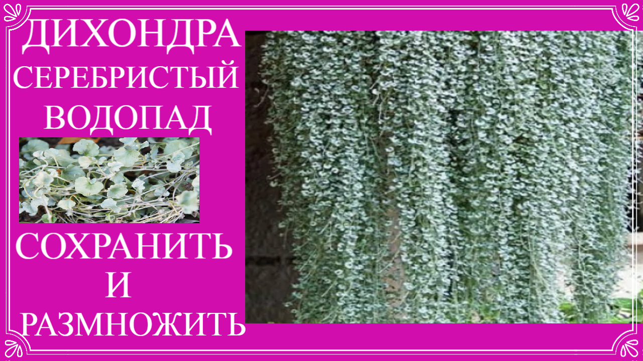 Как сохранить дихондру зимой. Дихондра размножение