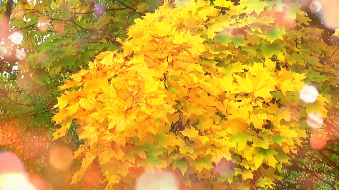 Листья желтые кружатся оригинал