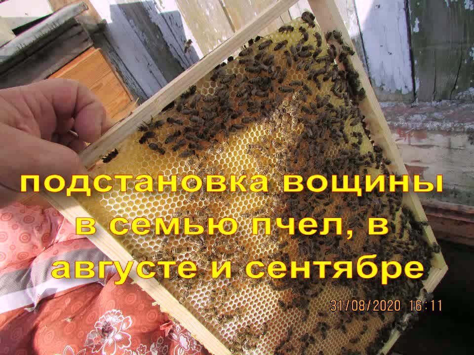 Когда подставлять вощину пчелам. Когда подставлять вощину пчелам