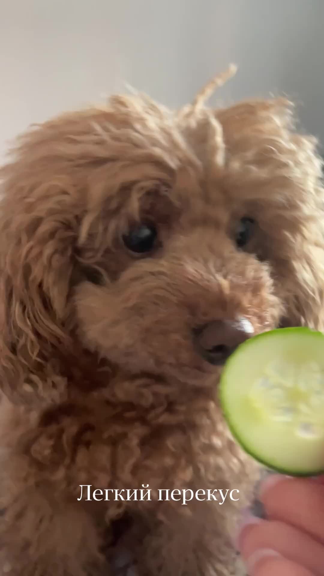 Пудель груша на ютубе. Карликовый пудель груша. Великолепный пудель питомник. Пудель груша star. Пудель груша на ютубе.